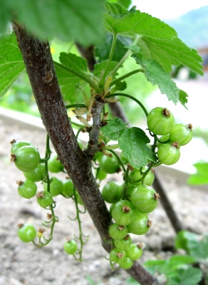 Johannisbeeren warten auf Farbe