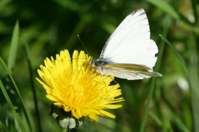 Insekten im Mai I