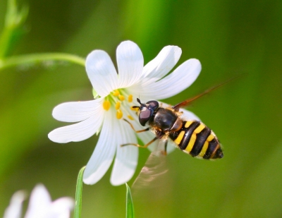 Insekten im Mai III