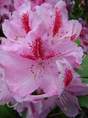 Rhododendronblüte