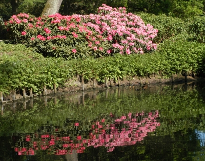 Rhododendronpark Bremen II