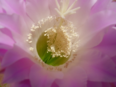 Echinopsis werdermannii - Blüteninneres