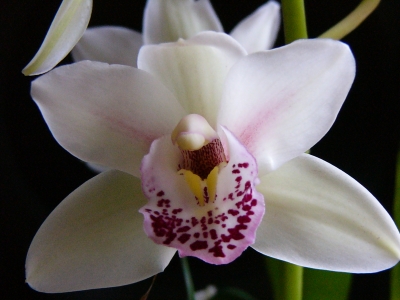 Orchidee