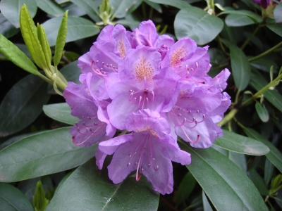 Rhododendron04