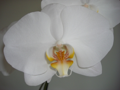 Orchidee03
