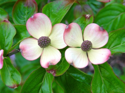 Bl&uuml;ten des Hartriegels Cornus kousa &rsquo;Satomi&rsquo; - Detail