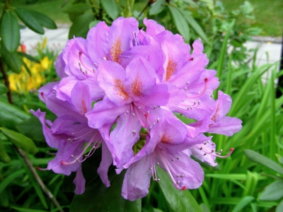 Rododendronblüte - lilagelb