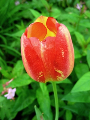 rotgelbe Tulpe