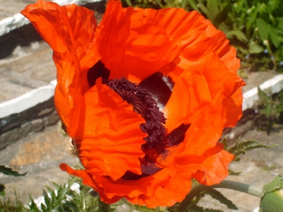 der Mohn ist wieder aufgeblüht