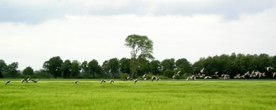 Wildgänse über Kornfeld