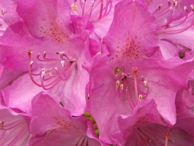 Rhododendronblüte