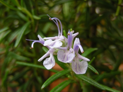 Rosmarinblüte