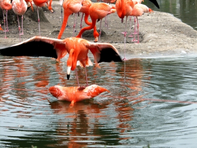 Flamingos 1a