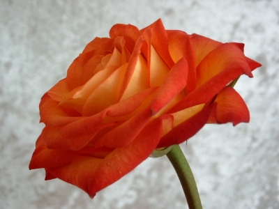 gelb-orangefarbene Rose