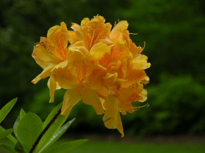 Rhododendronpark Bremen XIII