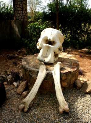 Knochen vom Schädel und Bein eines Elefanten