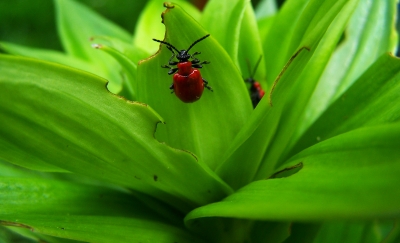 Wie heißt dieser käfer? lilienhähnchen..danke!