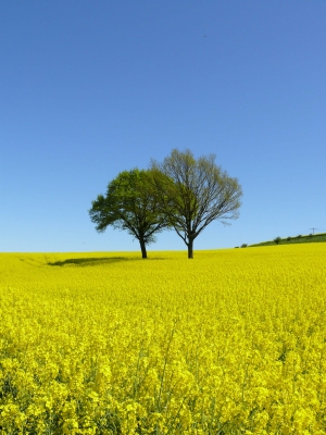 Duo in blaugelb