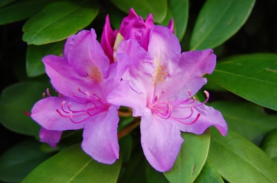 rosa Rhododendron im weichen Abendlicht