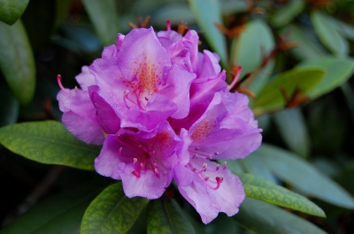 rosa Rhododendron im weichen Abendlicht #2