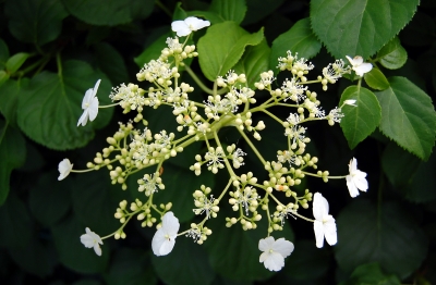 weisse Blüten im satten Grün