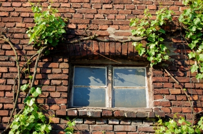 weinumranktes altes Fenster