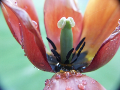 Blick in eine Tulpe von der Seite
