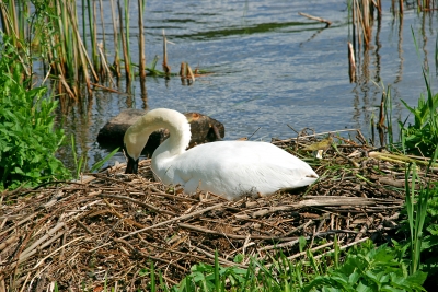 brütender Schwan