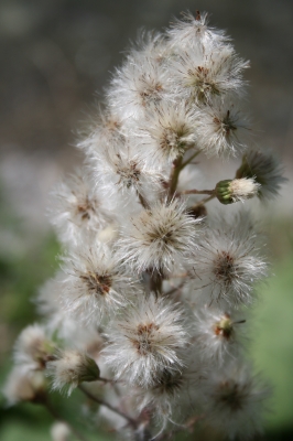 Frühling im Allgäu