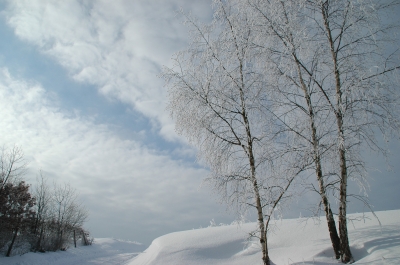 Baum im Winter