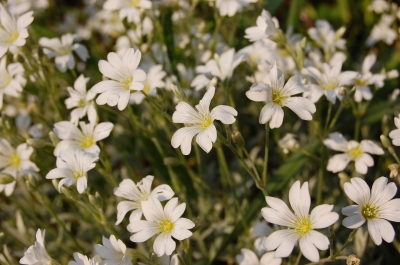 Steingarten Textur in weiss