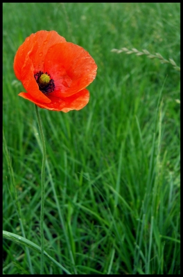 Mohn