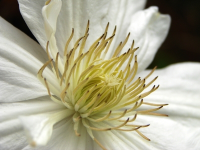 Clematis ganz nah