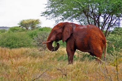 Roter Elefantenbulle