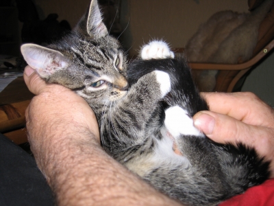 Eine Handvoll Kätzchen