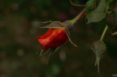 Rose geschlossen