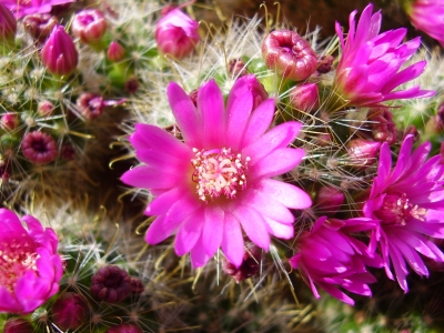 Kaktusblüten # 4 Mammillaria zeilmanniana