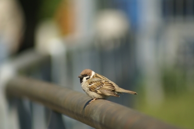 Kleiner Spatz ganz allein