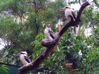 Kookaburra 1