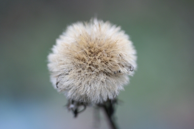 Pusteblume