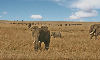 Elefanten am Weg