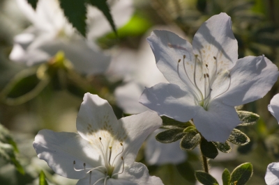 Rhododendron 1