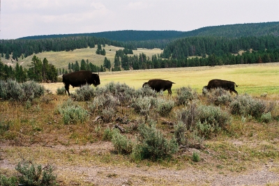 Bisons