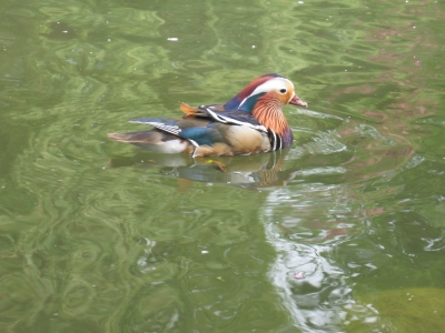 Bunter Vogel