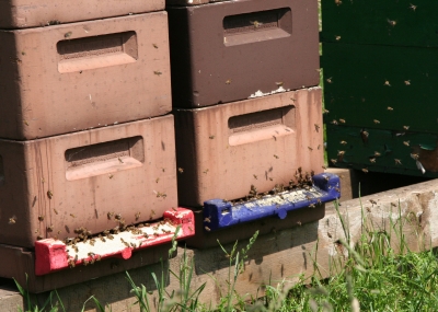 Bienenstöcke