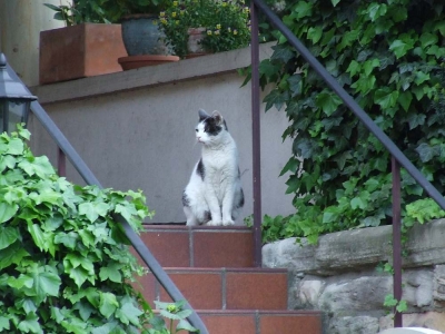 Katze auf der Treppe