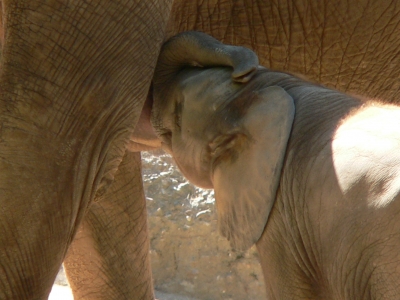 trinkendes Elefantenbaby