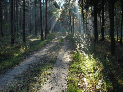 Der unendliche  Waldweg