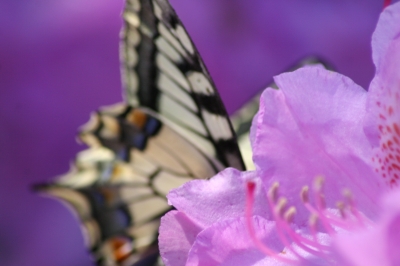 Schmetterling auf Blüte - Teil 2