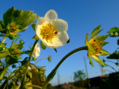 Erdbeerblüteim Morgentau